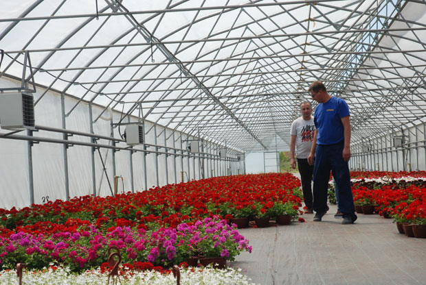 Иза решетака - каранфили и мушкатле 